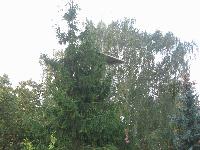 It took a long arch around the big fir tree. IMG_0094.JPG