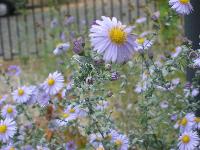 Our one really bountiful fall flower, the light blue asters. IMG_0107.JPG