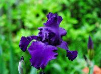 Iris-marineblue-2-sc.JPG