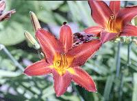 CommonDayLilly-2007-07.JPG