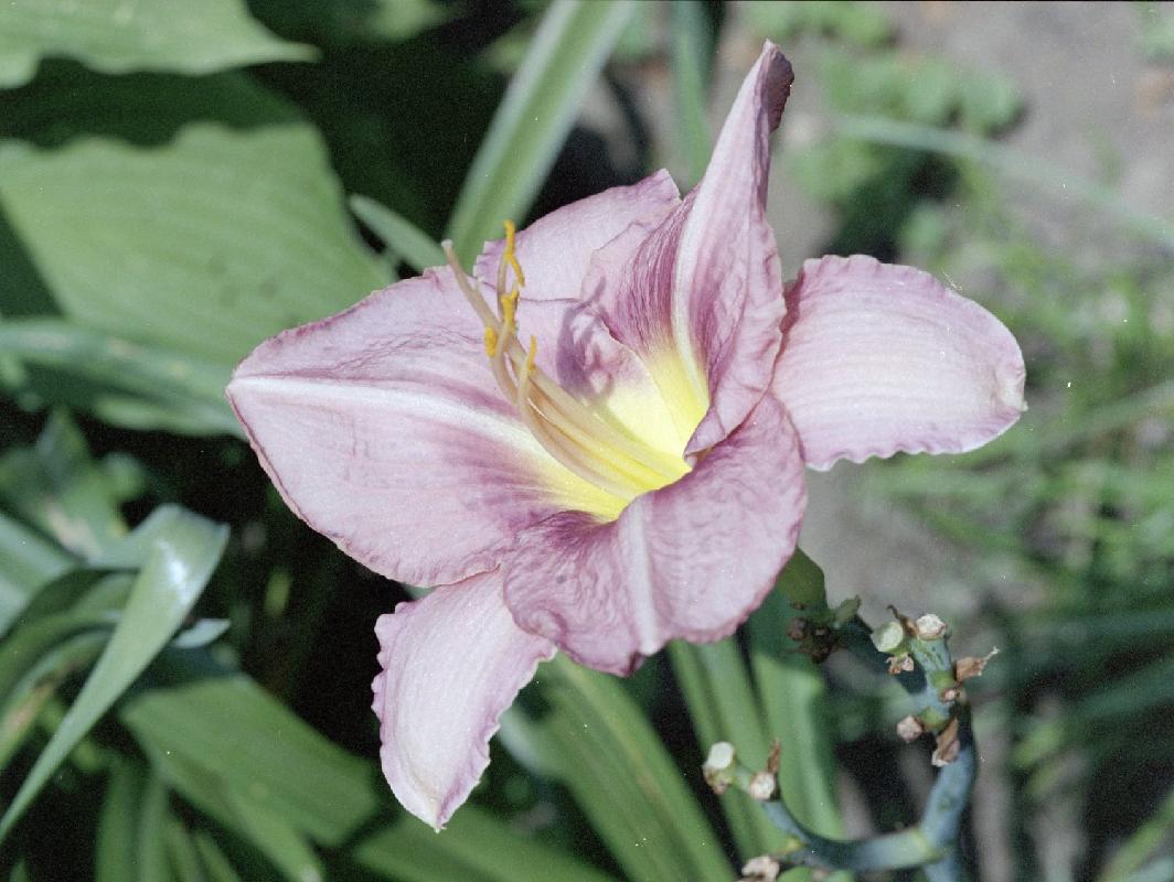 PurpleDayLilly-2006-08.JPG