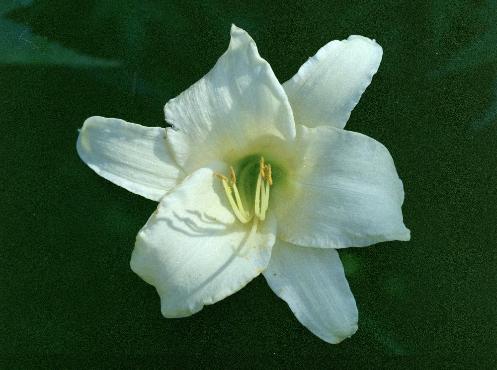 White-Day-Lilly.JPG
