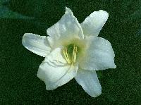 White-Day-Lilly.JPG