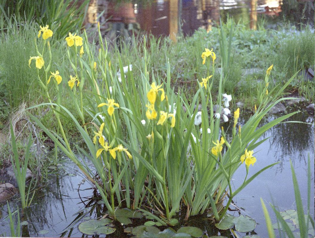 Iris-pseudacorus-2005-jini.JPG