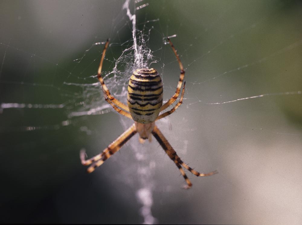 2005-argiope.JPG