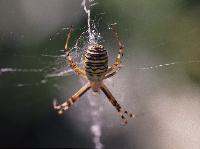 2005-argiope.JPG
