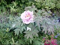This is in a way the first, but not the first to flower. 2005-juni-i11.JPG