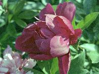 The red botan flower for the first time this year, 2007 2005-red-not-open.JPG