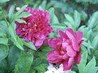 I believe these are both P. lactiflora, but these are different plants. 2005-red-pair.JPG