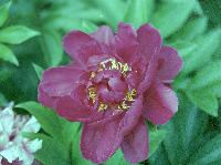 This is again, P. lactiflora. 2005-red.JPG