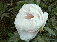 This is also P. lactiflora. This lovely white, with yellow interior. 2005-white-1.JPG