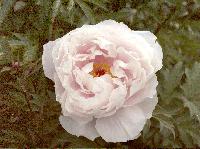 Slightly different view. White 2005-white-2.JPG