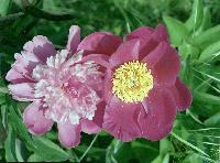 Lovely pair, these pink, with white filling, and then the simple red! 2006-07-peonies-03-scaled.JPG