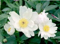 This is just lovely,the only white simple which i have. Originally this was a pink Botan! 2006-07-peonies-07-scaled.JPG