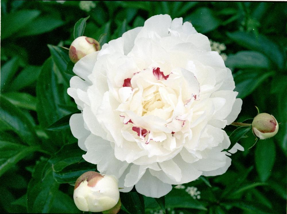 2006-07-peonies-12-scaled.JPG