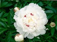 Isn't this lovely with a spot of red on a white background. 2006-07-peonies-12-scaled.JPG