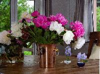 An opulent vase! Poorly centered, but interesting light. I used my reflector. 2007-05-0f2-14-sc.JPG