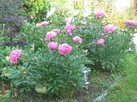 Nothing is more impressive than a field of peonies, but this is the best I can offer. 2007-05-25-01.jpg