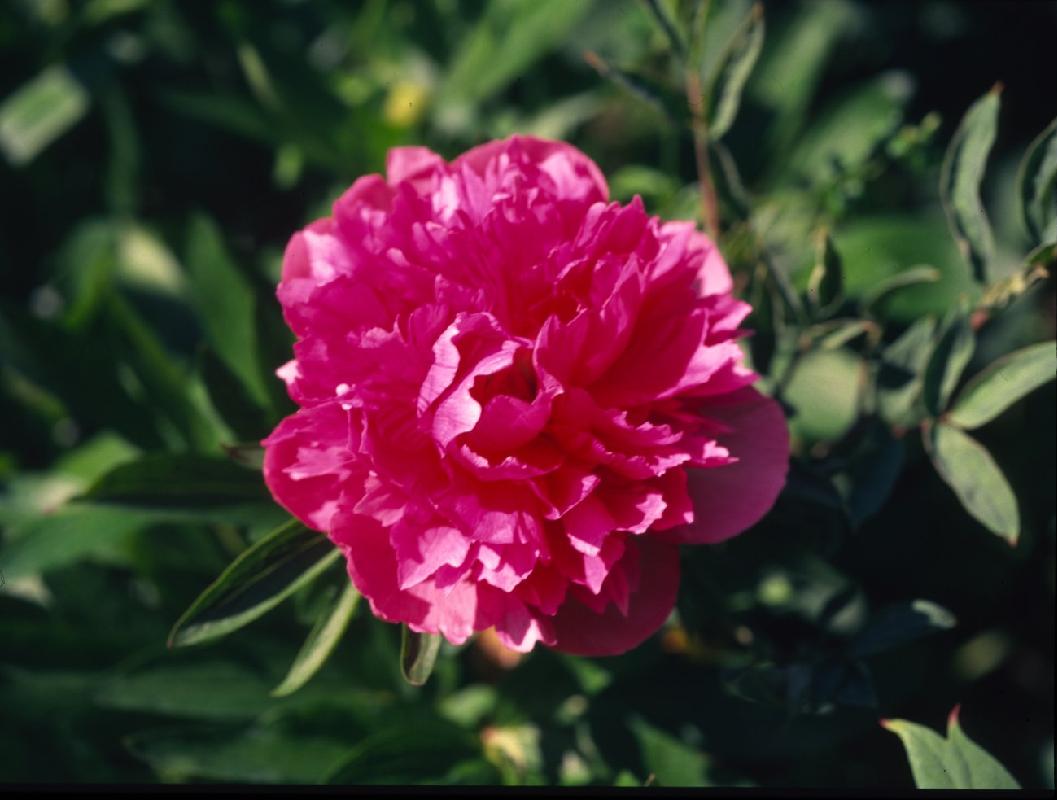 This is Paeonia officinalis -- if I recall correctyl, plena rubra 2007-06-f1-Offinicalis.JPG