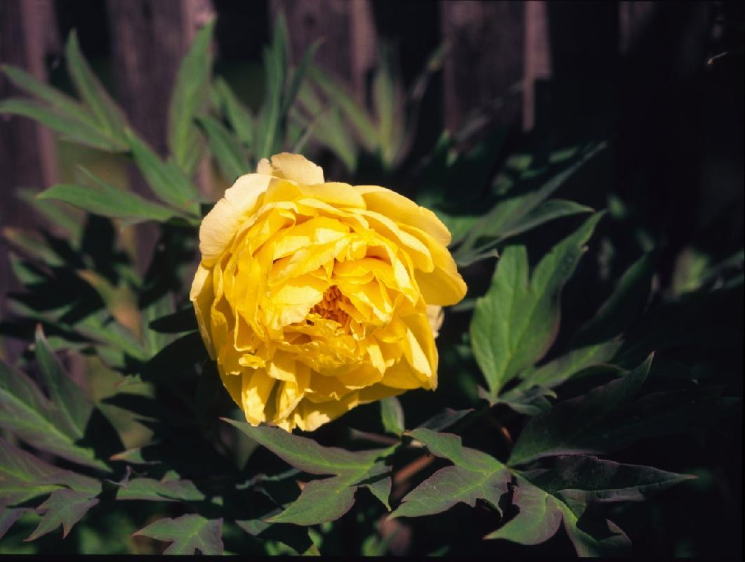 This is a faithful plant, it flowers every years, with the same lovely flowers. 2007-06-f1-YellowBeauty.JPG