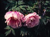 Weighted down with rain drops. PurpleChinese-2007-06-f1.JPG