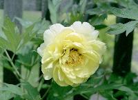 Yellow! I now have at least four plants with yellow or yellowish flowers. yellow-1-2006-sc.JPG