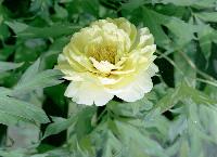 Yellow from a different angle. yellow-2-2006-sc.JPG